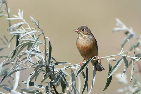 A beautiful oatmeal bird sits on a tree branch with silver-green leaves on a blurry yellow background. Close-up.の写真素材