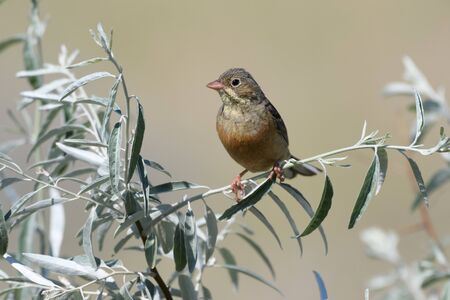 A beautiful oatmeal bird sits on a tree branch with silver-green leaves on a blurry yellow background. Close-up.の写真素材