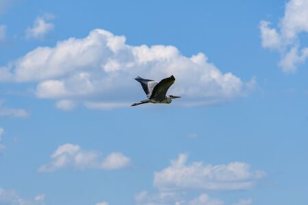 Gray heron flying in the blue sky against the background of white cumulus cloudsの写真素材
