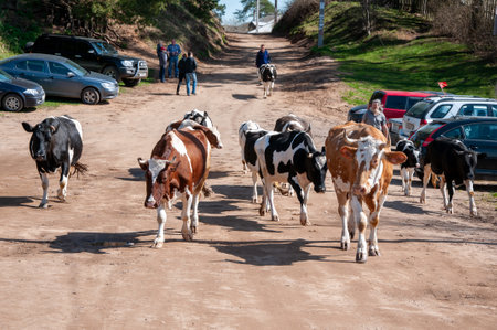 OSTASHKOV, RUSSIA - MAY, 2012: A herd of monastery cows among the cars of pilgrims of an Orthodox monastery.のeditorial素材