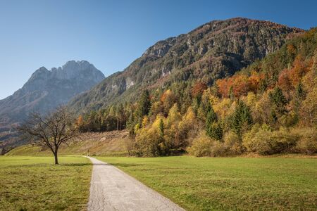 Long straight road in the autumn forest in the Alpsの写真素材