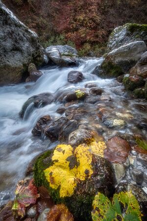 Yellow leaves by a creek in autumn