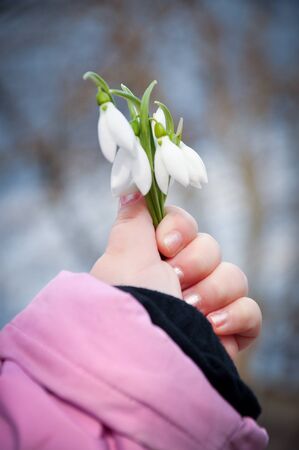 snowdropsの写真素材