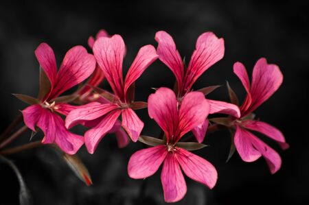 Red Flower