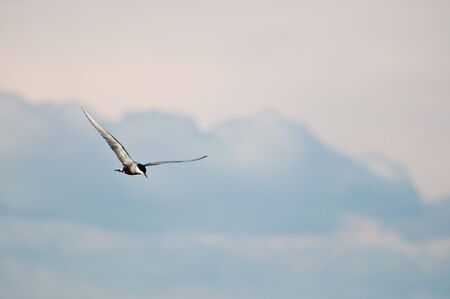 flying birdの写真素材