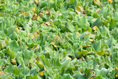 Lake full of floating plantsの写真素材