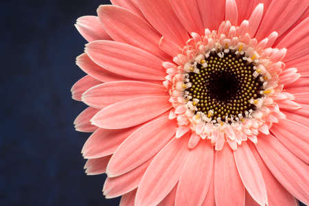 Closeup of a pink gerber over dark blue background