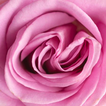 Closeup view of a pink roseの写真素材