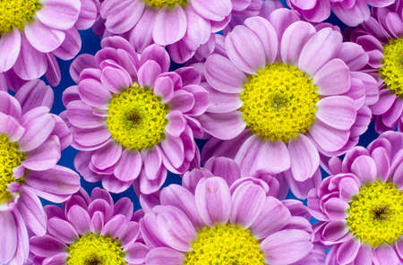 Top closeup view of a group of pink and yellow flowers over blue background
