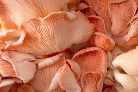 Closeup of salmon mushrooms detailsの写真素材