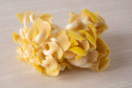 Lime mushrooms over wood backgroundの写真素材