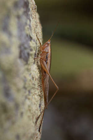 Cricket hanging on a tree trunk