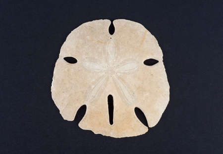 Dried sand dolar skeleton over black backgroundの写真素材
