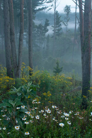 Flowers and trees in a misty forest at Minas Gerais, Brazilの写真素材
