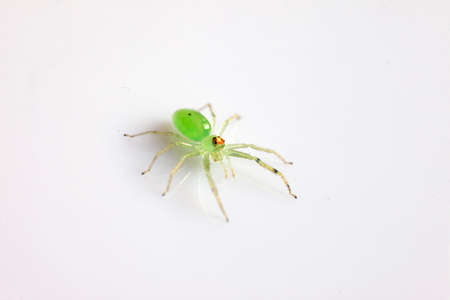 Green spider isolated over white background