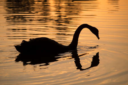 Swan silhouette on a lake during sunsetの写真素材
