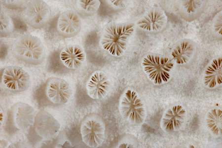 White coral skeleton closeup. Abstract natural texture
