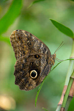 Owl butterfly in a park in South America.