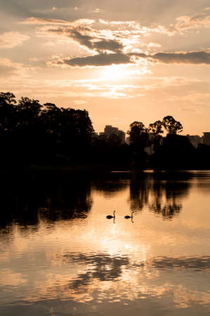 Couple of swans silhouette on a lake during sunsetの写真素材