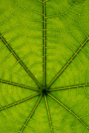 Closeup of green leaf veins and structures.