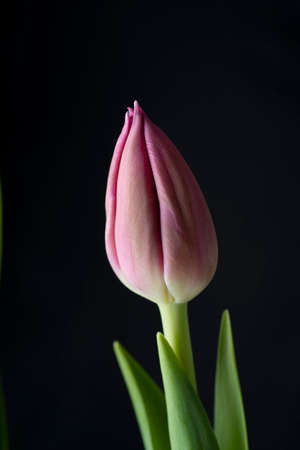 Three pink tulips isolated over black background.の写真素材