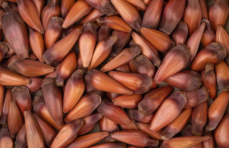 Closeup of pinions or pine tree seeds. Food backdrop.の写真素材
