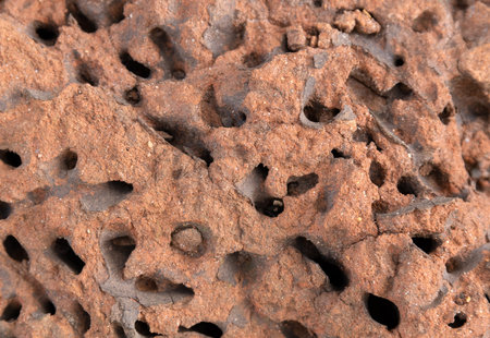 Closeup of an abandoned anthill showing tunnels.