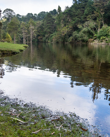 Trees near a lake in the forest in Brazil.