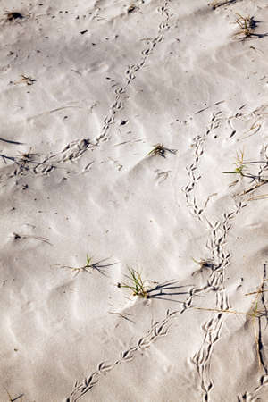 Footprints of a bird in the sand on a beachの写真素材