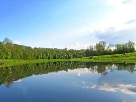 River bank and cowsの写真素材