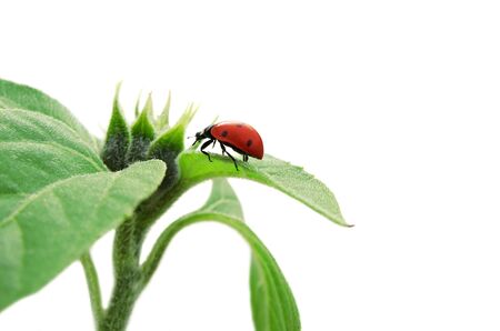 Red ladybug sitting in green leafの写真素材