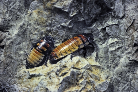 Two Madagascar hissing Cockroach on rockの写真素材