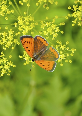 Orange butterfly sitting on green flowersの写真素材