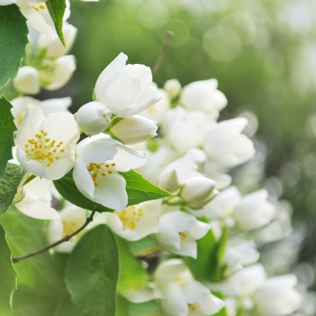 Blooming jasmine bush with focus on front flowersの写真素材