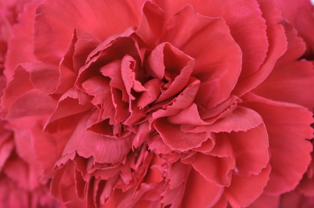 Red carnation flower texture backgroundの写真素材