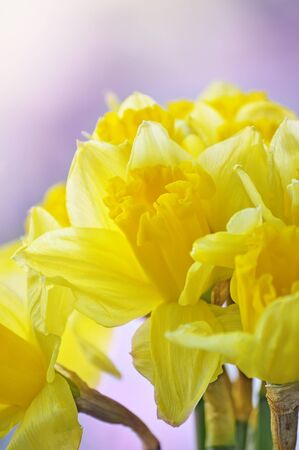 Yellow daffodils on defocused backgroundの写真素材