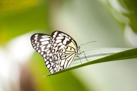 Tropical butterfly resting on green leavesの写真素材