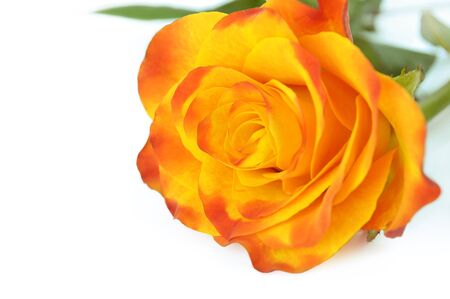 Yellow rose isolated on white backgroundの写真素材