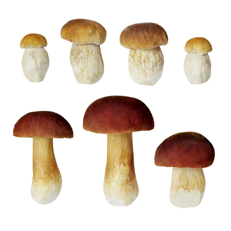 Set of boletus mushrooms isolated on white backgroundの写真素材