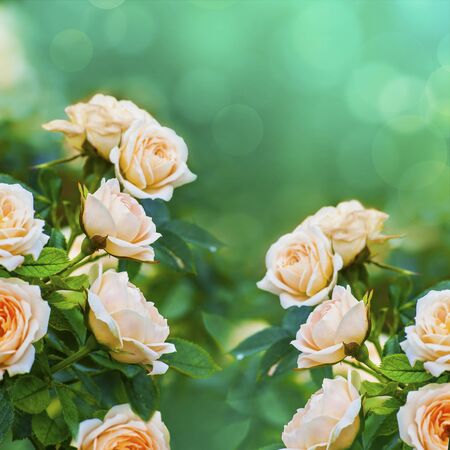 Beautiful peach color roses on blurred background with bokehの写真素材