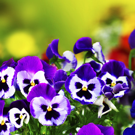 Violet pansies in garden with blurred background and bokehの写真素材