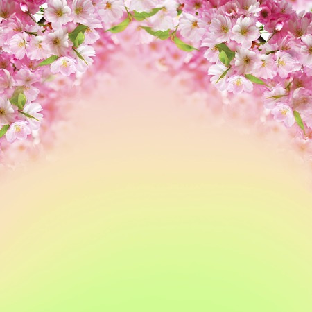 Background with blooming pink cherry flowers over the green backgroundの写真素材