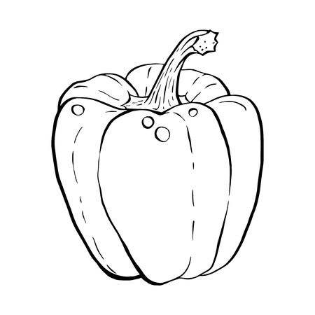 Outline hand drawn sketch of paprika, bell pepper. Hand drawn outline sketchy styleのイラスト素材