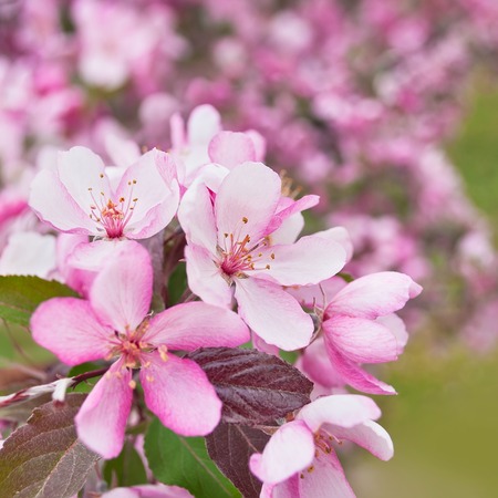 Close up of Spring Sakura Cherry Blossomの写真素材