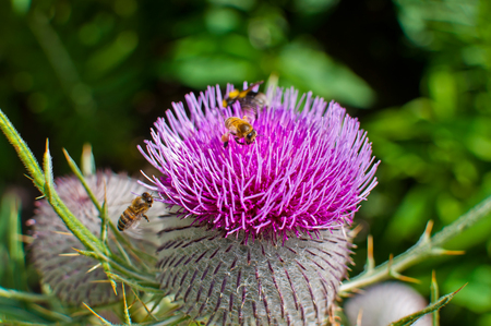 Bumble bee on a purple woolly thistle. Cirsium eriophorumの写真素材