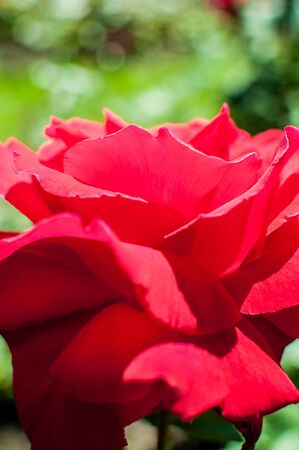Red rose as a natural and holidays backgroundの写真素材