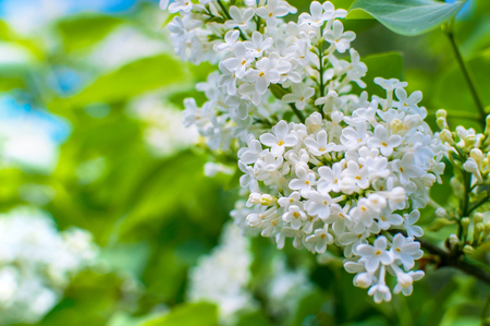 Blooming white lilac flowers - floral background with free space for text.の写真素材