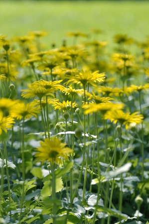Yellow daisies, Leopards Bane flower Doronicum blooming in spring.の写真素材