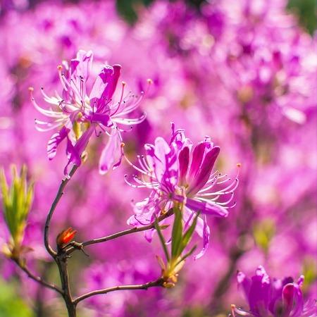 Close up of pink rhododendron flowers with blurred backgroundの写真素材