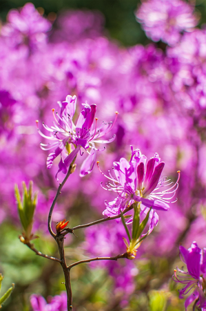 Close up of pink rhododendron flowers with blurred backgroundの写真素材